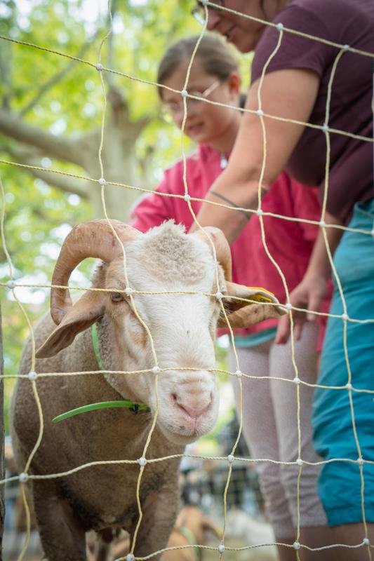 FERME PÉDAGOGIQUE AU JARDIN PARTAGÉ (MILLE BRINS D