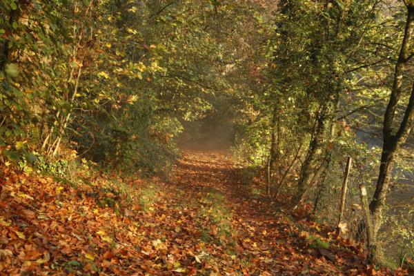 sortie à LE FIEF SAUVIN, Maine et Loire. RANDONNÉE PHOTOGRAPHIQUE "LES COTEAUX ET LA VALLÉE Sortir à LE FIEF SAUVIN(Maine et Loire). LE FIEF SAUVIN.