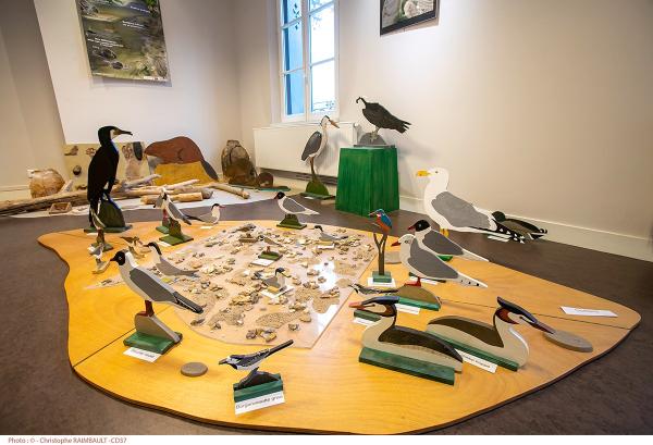 sortie à MONTLOUIS SUR LOIRE, Indre et Loire. PAYSAGE, FAUNE & FLORE LIGÉRIENNES Sortir à MONTLOUIS SUR LOIRE(Indre et Loire). MONTLOUIS SUR LOIRE.