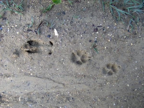Sortir &agrave; BRAUD ET ST LOUIS(Gironde). BRAUD ET ST LOUIS.
