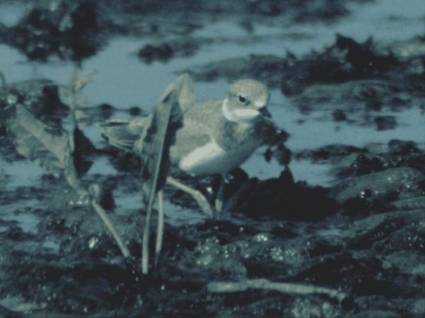 sortie à STRASBOURG, Bas Rhin. REGARD DE CINÉASTE : MARCEL SPEISSER (PROJECTION) Sortir à STRASBOURG(Bas Rhin). STRASBOURG.