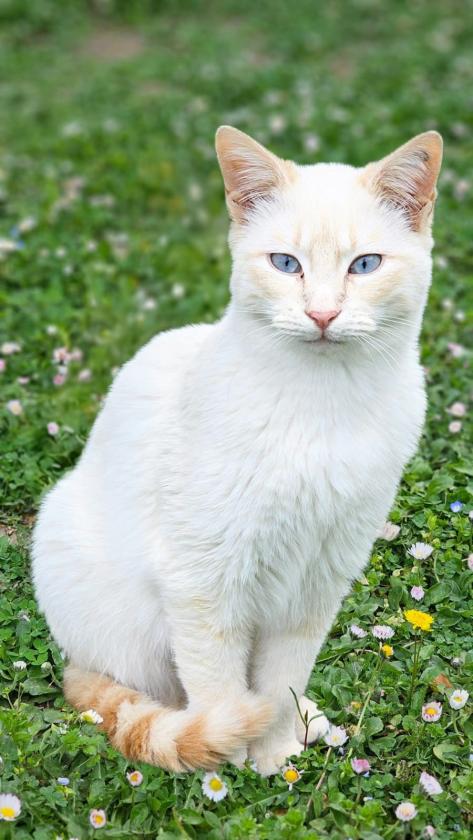 Sortir &agrave; VAISON LA ROMAINE(Vaucluse). VAISON LA ROMAINE.