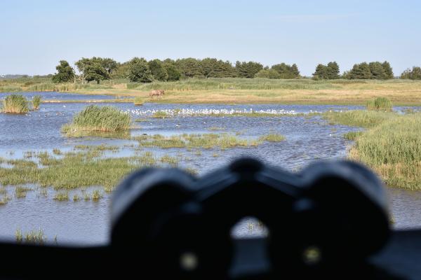 Sortir &agrave; BRAUD ET ST LOUIS(Gironde). BRAUD ET ST LOUIS.