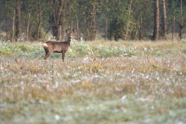 Sortir &agrave; MONTSOREAU(Maine et Loire). MONTSOREAU.