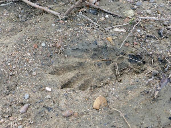 Sortir &agrave; MONTSOREAU(Maine et Loire). MONTSOREAU.