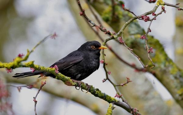 Sortir &agrave; AMBOISE(Indre et Loire). AMBOISE.