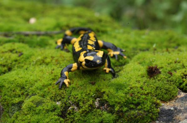 Sortir &agrave; AMBOISE(Indre et Loire). AMBOISE.