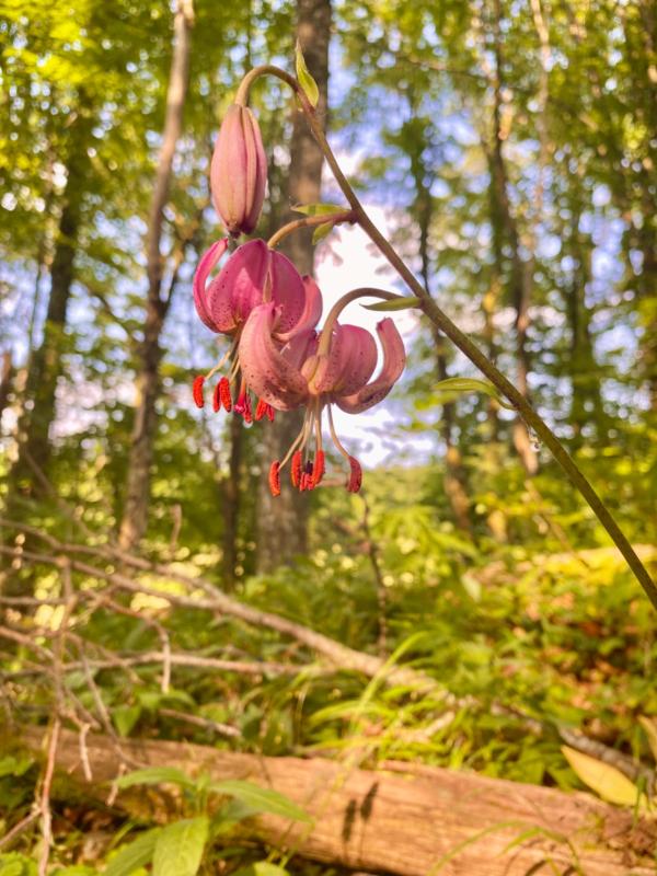 sortie à SENTHEIM, Haut Rhin. SORTIE BOTANIQUE À SENTHEIM Sortir à SENTHEIM(Haut Rhin). SENTHEIM.