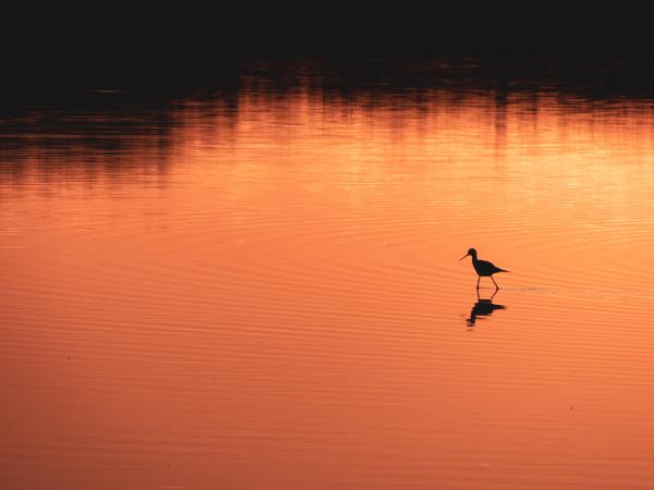 Sortir &agrave; BRAUD ET ST LOUIS(Gironde). BRAUD ET ST LOUIS.