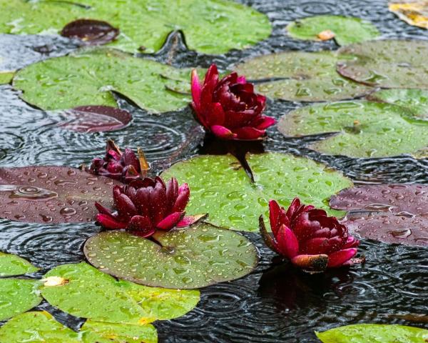 Sortir &agrave; GIVERNY(Eure). GIVERNY.